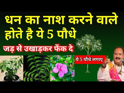 ये है धन का नाश करने वाले 5 पेड़ पौधे, इन्हे तुरंत उखाड़कर फेंक दे | Vastu tips | Pradeep Mishra