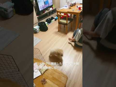 リビングに開放したら子供達を追いかけはじめた3女犬