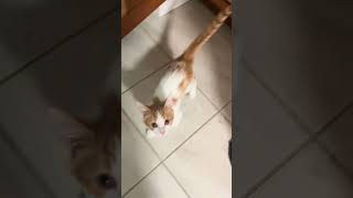 @eeveeorange The tiniest little meow #cat #kitten 👍
