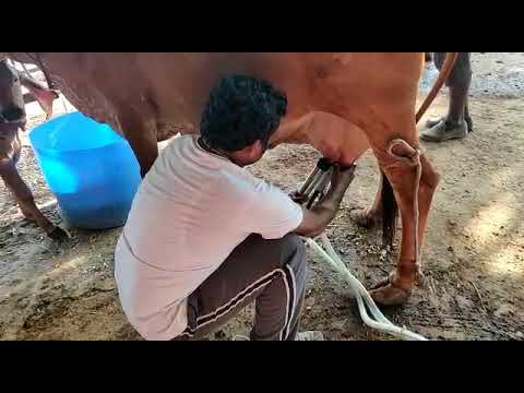 Milking by Machine Suitable for Desi Cows देशी गाय दुध मशीन