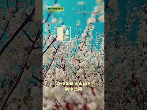 This is Cherry Blossom in Ouhe Valley, Guizhou贵州凹河樱桃花似雪，山水入画邀你共赴春日限定浪漫！#100天的春季100分的美丽素材来源：贵州卫视摄像工作室