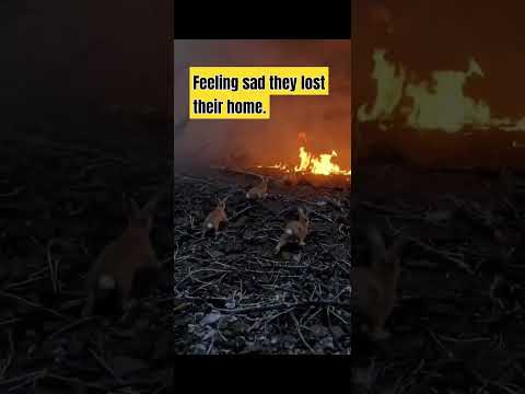 Forest fire #animals #lafires