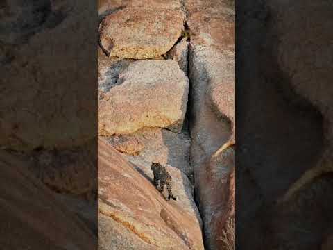 King of jawai। jawai leopard। jawai bandh tourism।jawai wildlife lMahaveer Singh।