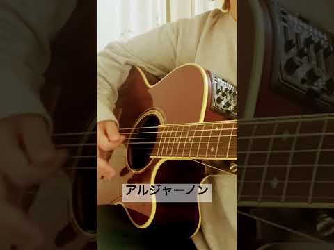 アルジャーノン　ヨルシカ