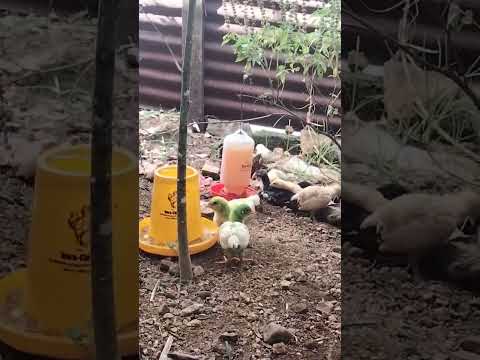 #ayam #ayamwarnawarni #ayamkampung #ayamlucu #chicken #animals #hewan #hiburan #ayamjago #trending
