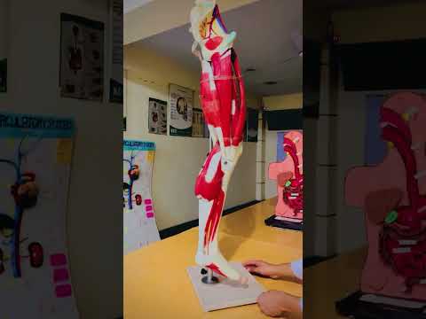 structure of lower limbs and their muscle #3d #anatomy models #medicosphere #muscle #viral shorts.