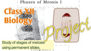 Class XII Biology Project| Study of stages of meiosis using permanent slides |Meiosis cell division|