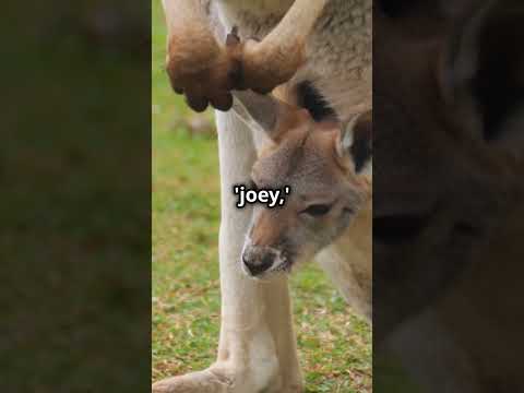 5 Unknown Kangaroo Facts 🦘 | Mind-Blowing Animal Trivia!"
