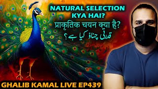 NATURAL SELECTION  kya hai? Ghalib Kamal Live Ep439