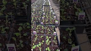 Planting Pansies