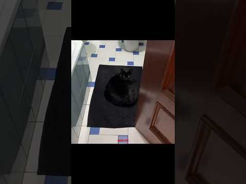 Bro Darker Than Dark💀 #animals #cat #trollface #shorts