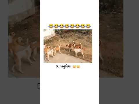 कुत्तों की लड़ाई