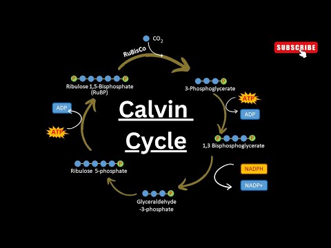 Calvin cycle Step by step Explained || Dark reactions|| Light independent reactions|| Photosynthesis