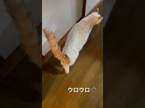 ある日の3匹🩵