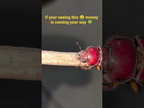 Red Bettle of Fortune! #animals #fypシ゚viral #fyp #lucky