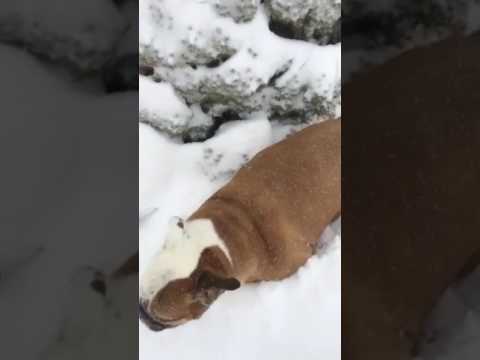 Winter can be tough when you're low to the ground!