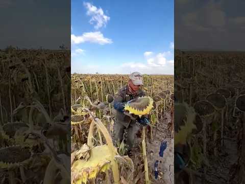 The rhythm of harvesting sunflowers! #funfacts