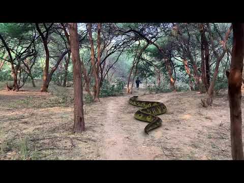 Tracking the Biggest Anaconda Snake in the Amazon 2