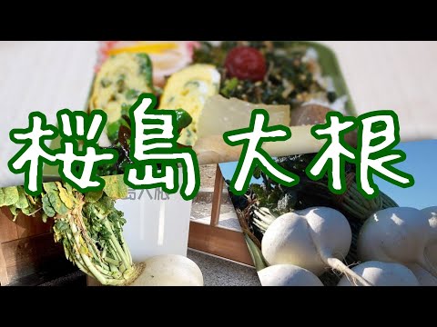 桜島大根をたくさん食べるぞお〜#96ぽちゃ妻弁当作り #お弁当シリーズ