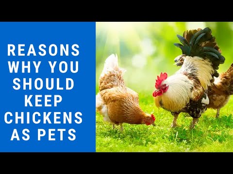 Why You Should Keep Chickens as Pets?