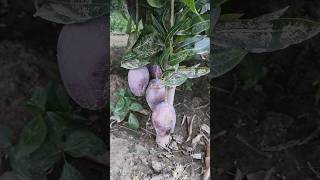 colourful mango #jualpubg #love #youtubesubscribers #jualakunpubg #youtubecreator #trendingreels #fy