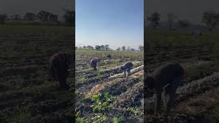 Corte de cebolla en el bonito estado de Morelos