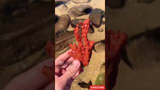 Unusual Find Red Coral 🪸 at the beach #youtubeshorts