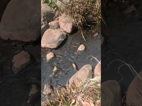 【ぼっち散歩】森の中の小さな川辺でくつろぐ/Relax by a small river in the forest