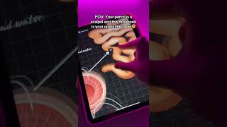 #zoomnotes #studynotes #anatomynotes #digitalnotes #studymotivation #humananatomy #zoomart