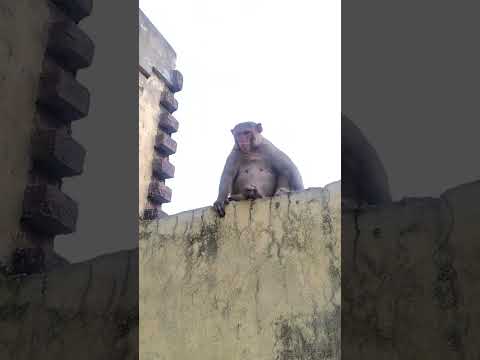 papa ko father, maa ko mother, chacha ko chader🤣😂#gamimonkey,#gaao_k_bandar_english_jaante_hai.🤣😂