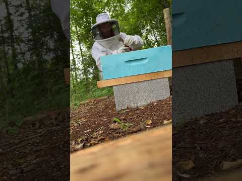 Our First Hive Inspection Ever!