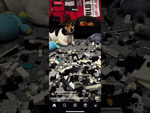 #playwithlego #dog #lego #cutedog