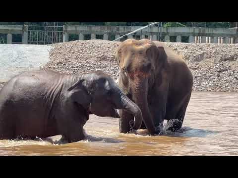 Elephants Elephants and Elephants