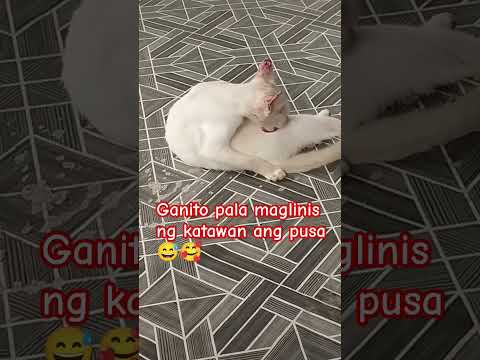 Ganito Pala maglinis Ng katawan ang pusa😅🥰