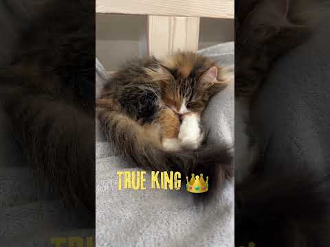 SLEEPING KING🤴#cat #catfacts #cats #catvideos #catshorts #catlovers #catlife #pets #facts #amazing