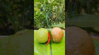 Street style Guava + Woodapple pickle 🤤 #shorts #woodapple #guava #trending