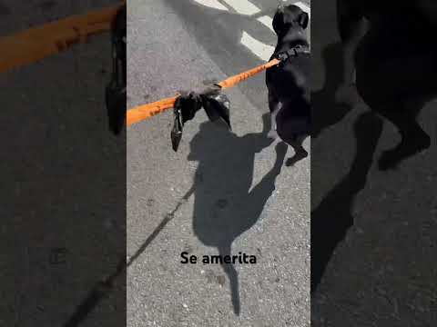 Uno de los máximos representantes de toda esta nueva ola Junior H #perro #skate #musica #juniorh