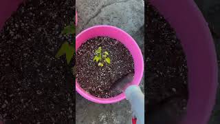 Why Deep Watering Matters 🌱 | Beginner Gardening Tip