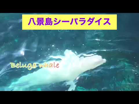 【Hakkeijima SEA PARADISE】八景島シーパラダイス　シロイルカと目があう Beluga whale/Yokohama.JAPAN
