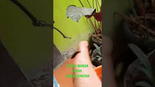 Terapi lintah kaki kesemutan #terapi #lintah #kesemutan #short