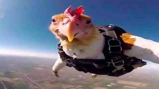 Funniest Animal Videos Ever (Part 3)