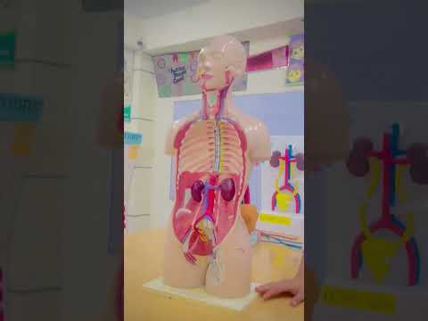 human anatomy #3d #medicosphere #viral #shorts #anatomy #physiology #medical #medicos #3d models