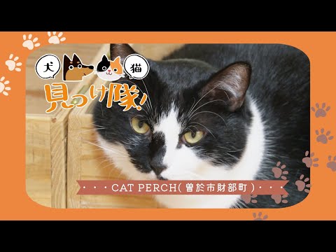 【犬猫見つけ隊！】だんごくん