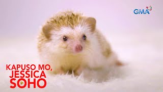 HEDGEHOGS, NAKAKATANGGAL DAW NG STRESS NG MGA FERSON?!| Kapuso Mo, Jessica Soho