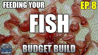 How & What to FEED YOUR FISH - Beginner Saltwater Budget Aquarium