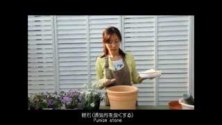 2014年版【寄せ植え】フランネルフラワーとブラキカム/初夏の草花コンテナガーデン植え方基礎