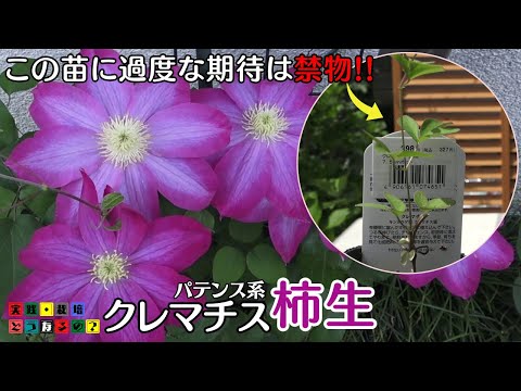 ５月ベビー苗には期待してはいけません！【クレマチス】パテンス系の柿生ビギナーさんには旧枝咲きのクレマチスをお薦めしますその訳は？【ガーデニング】育て方・園芸【テッセン】グリーンアドバイザーがご案内！