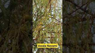 Awala Akash ya Navami #kartikmaah #nomi #awala #religion #pandit_pradeep_ji_mishra #trending #viral