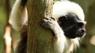 A Place for Cotton-Tops:  Using Satellite Data to Identify Critical Habitat