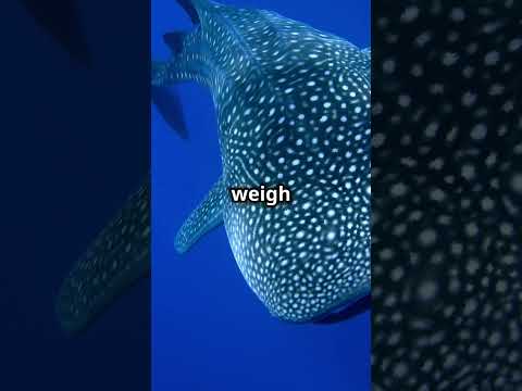 Mind-Blowing Fish Facts You Won't Believe! 🐠 #wildlife  #ocean